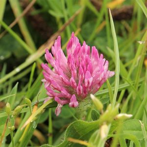 6-Red-Clover