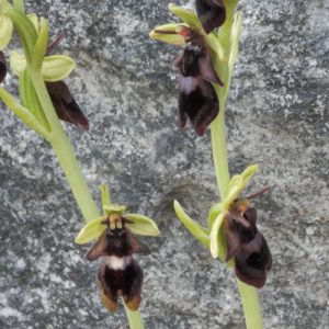 Fly-Orchid