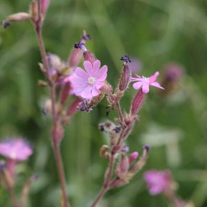 Red-Campion