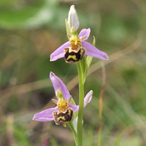 Bee-Orchid