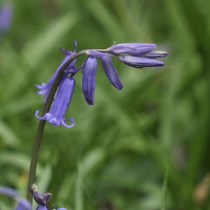 Bluebell