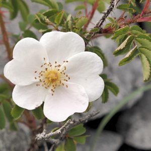 Burnet-Rose