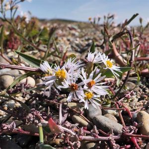 Sea-Aster