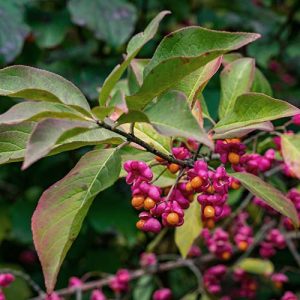 spindle-tree