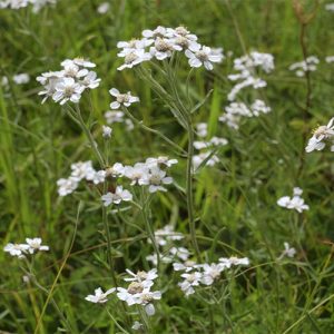 Sneezewort