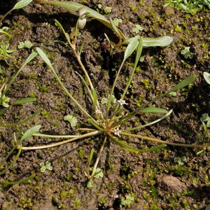 Mudwort