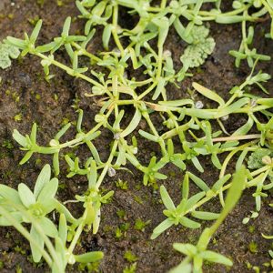 Narrow-Fruited Water-starwort