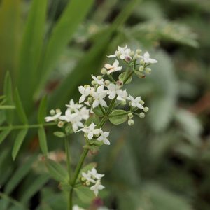 Northern Bedstraw