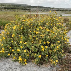 Shrubby cinquefoil